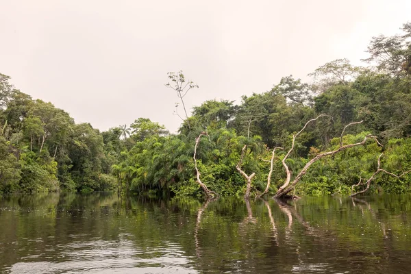 Rivière Cuyabeno dans la réserve de Cuyabeno, Amérique du Sud, Équateur — Photo