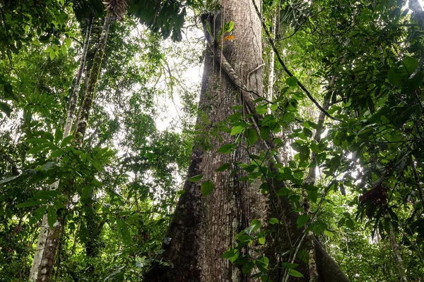 Forêt tropicale humide, Réserve Cuyabeno, Amérique du Sud, Équateur — Photo