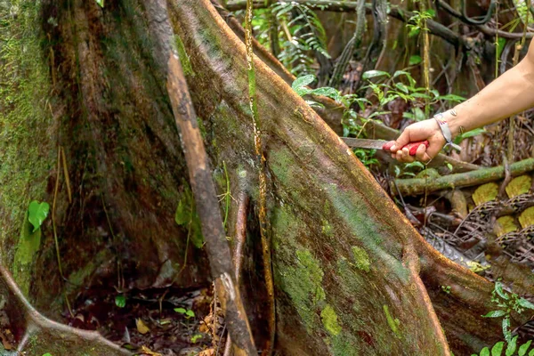 Ničí amazonia deštný prales, Ekvádor, Jižní Amerika — Stock fotografie