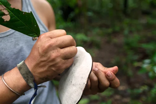 Гигантский гриб, заповедник Куябено, сотут америка — стоковое фото