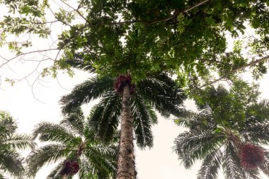 Palmiye ağaçları, Cuyabeno rezerv, Güney Amerika