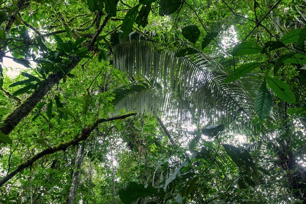 Floresta tropical, Reserva de Cuyabeno, América do Sul, Equador — Fotografia de Stock