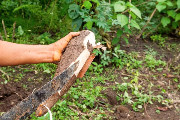 Siona woman showing us  a yucca root — Stok Foto