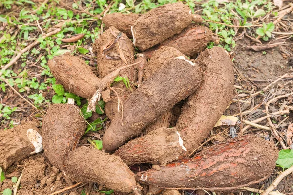 Yucca-Wurzel, Cuyabeno-Reserve, Südamerika — Stockfoto