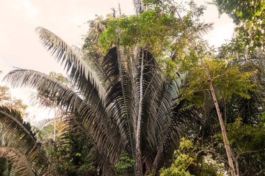 Amazon yağmur ormanları, akciğerler gezegenimizin, Ecuador