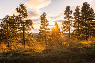 Yapraklara ağaçların arasından ışık yansıması