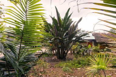 Bir ekolojik Loge yakın çekim 