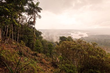 Amazon ormanları, Güney Amerika