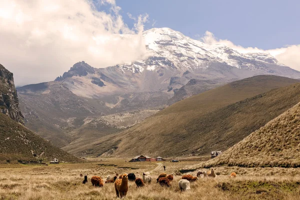 Llamas Grazing, Volcán Chimborazo, América del Sur — Foto de Stock