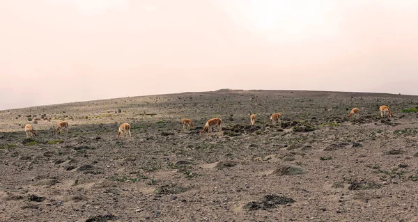 在南美洲的骆马畜群 — 图库照片
