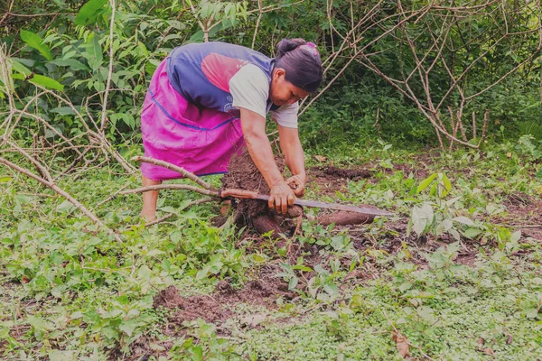 Indigenous Woman Cutting Yucca From The Garden — Stock Photo, Image