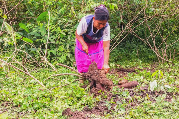 Mujer indígena recogiendo yuca del jardín —  Fotos de Stock