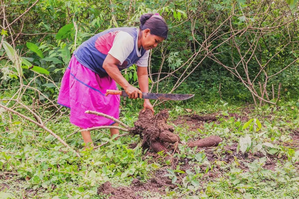 Siona Woman Cutting Yucca From The Garden — Stock Photo, Image