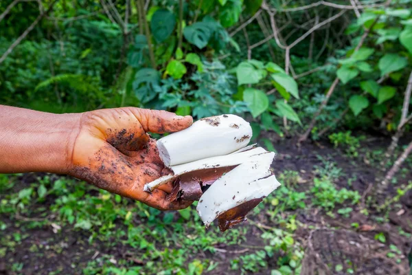 Mujer indígena recogiendo yuca del jardín — Foto de Stock