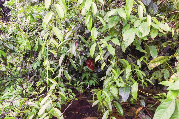 Borboleta vermelha venenosa — Fotografia de Stock