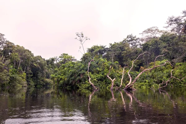 Cuyabeno fluss, südamerika — Stockfoto