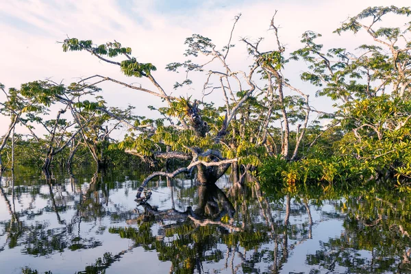 Mangroves, parc national de Cuyabeno — Photo