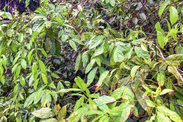 Hutan hujan Amazon, Cagar Alam Cuyabeno — Stok Foto
