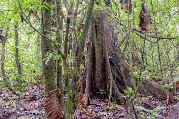 Kapok ağaç, Ceiba Pentandra — Stok fotoğraf