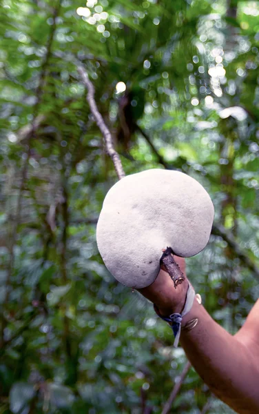 Jamur Raksasa, Taman Nasional Cuyabeno — Stok Foto