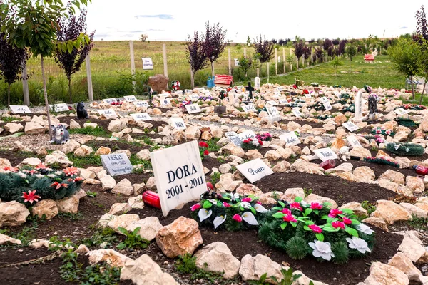 Mezarlık evde beslenen hayvan Hunedoara şehir içinde