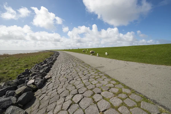 Waddendyke with sheep on the island of Terschelling — Stock Photo, Image