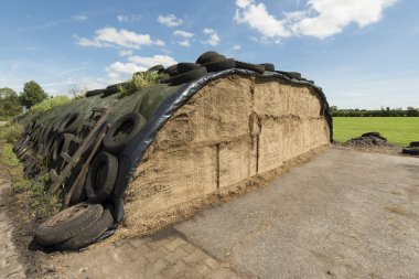 Bir süt çiftlikte ensilage
