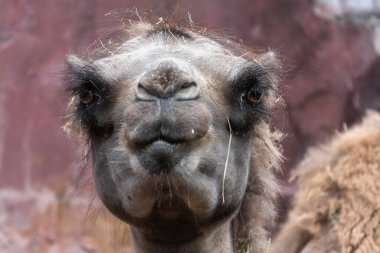 Kıllı bir devenin önden görünüşü, büyük gözleri ve kirpikleri olan kamelya bakterisi.