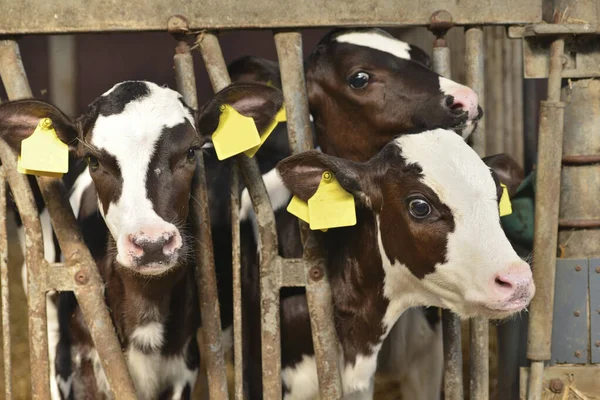 Tre Nyfödda Små Rödvita Kalvar Bos Primigeni Taurus Bondgård Nederländerna — Stockfoto