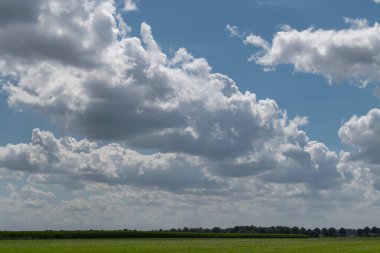 Uzakta bir mısır tarlası ve kuzey Hollanda 'da güzel bulutlu gökyüzü olan yeşil çayırların üzerinden bakın.