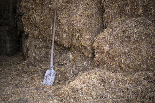 Pique Contre Les Balles Paille Dans Élevage Bovins Dans Une — Photo