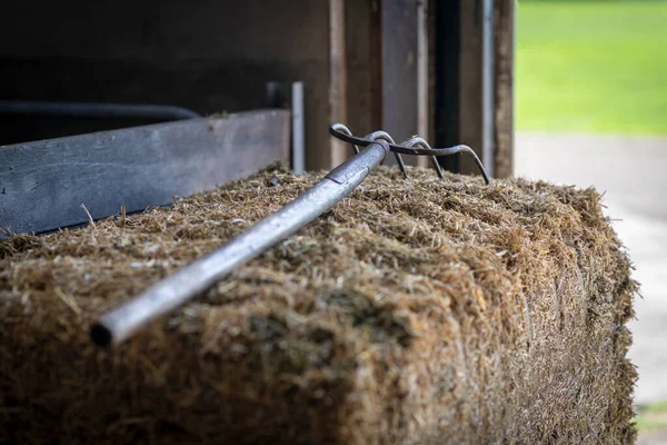 Pitchfork on a pile of cattle feed lucerne in a cattle shed on a dairy farm in the Netherlands