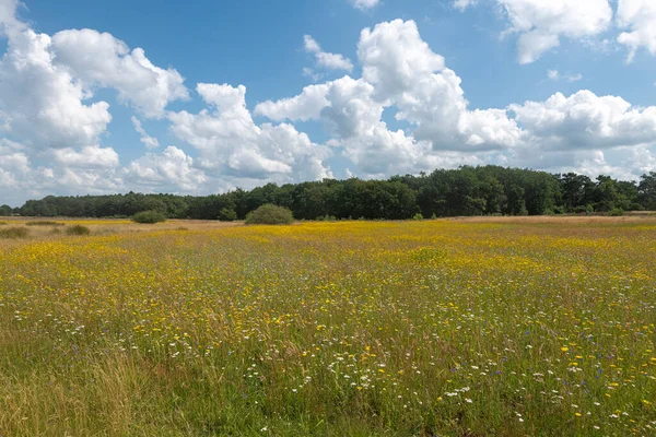 Buntes Blumenfeld Drenthe Den Niederlanden Einem Sommertag Mit Blauem Himmel lizenzfreie Stockfotos