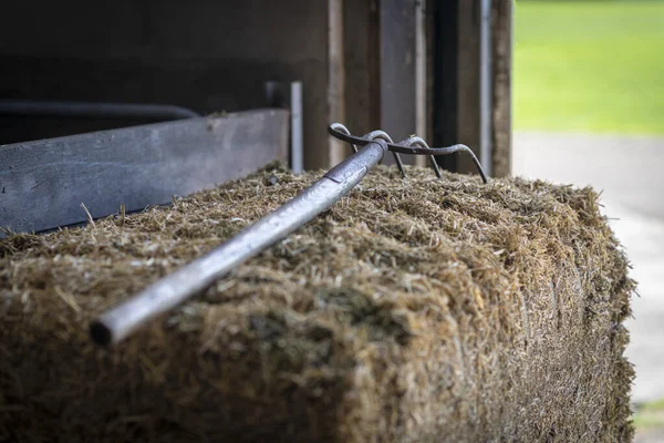 荷兰一个奶牛饲养场的牛棚里 一堆奶牛饲料上的叉子 免版税图库图片