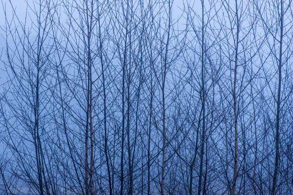 Bouleau branches d'arbres — Photo