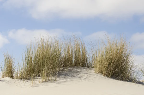 마람 풀이 있는 모래 언덕 — 스톡 사진