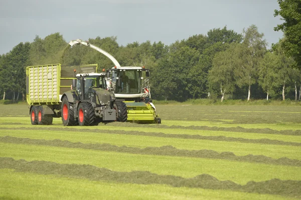 Voedergewassen harvester en vervoer gras met groene trekker — Stockfoto