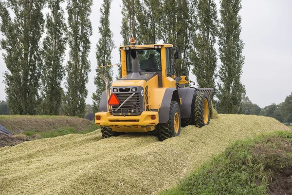 Agricultura ensilaje de maíz triturado — Foto de Stock