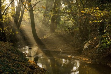 Sonbahar öğleden sonra güneşin Hollandalı brook
