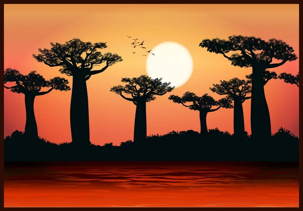 Árboles baobab en los últimos rayos del sol — Vector de stock