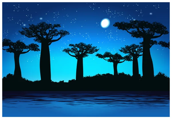 Baobab trees At night — Stock Vector