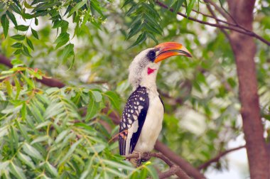 Birds of East Africa clipart