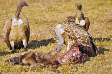 Akbaba ve onların hayvanın avı