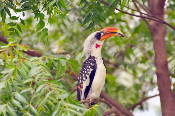 Birds of East Africa — Stock Photo, Image