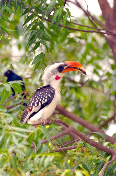 Red-billed Hornbill — Stock Photo, Image