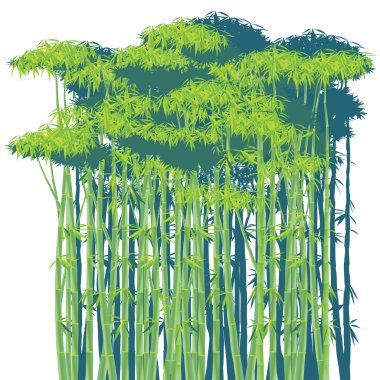 Bambu çalılıkları