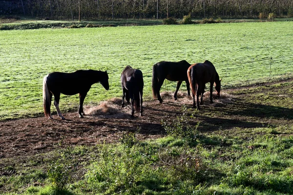 Bir sonbahar sabahı çayırda otlayan atlar. — Stok fotoğraf