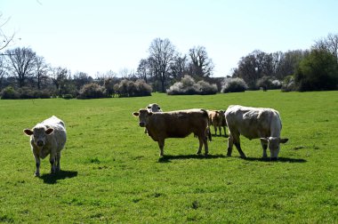 Yeşil çayırda bir inek sürüsü
