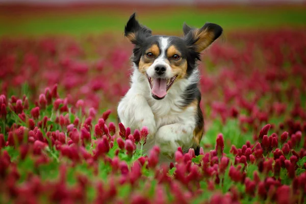 Çiçek açan kırmızı yoncada koşan üç renkli harika köpek..