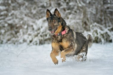 Karda koşan Alman çoban köpeği